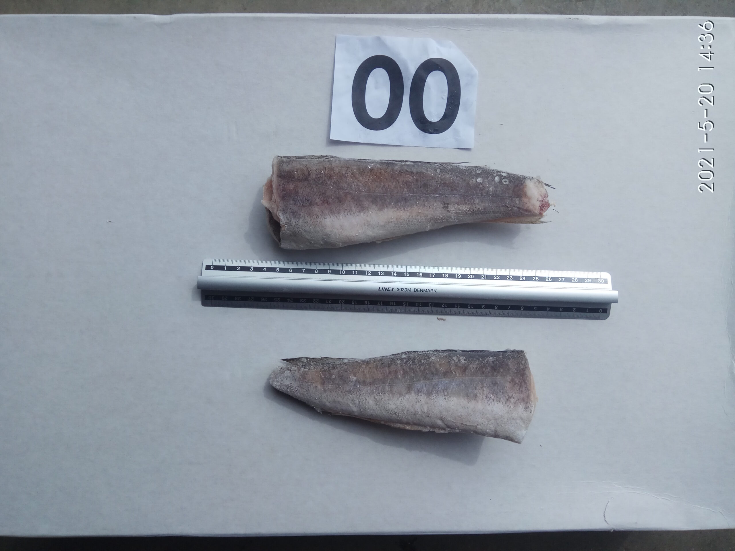 Argentiina merluusi rümp