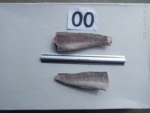 Argentiina merluusi rümp